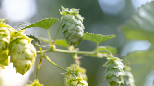 The Science of Skin: How Hops Can Clear Acne
